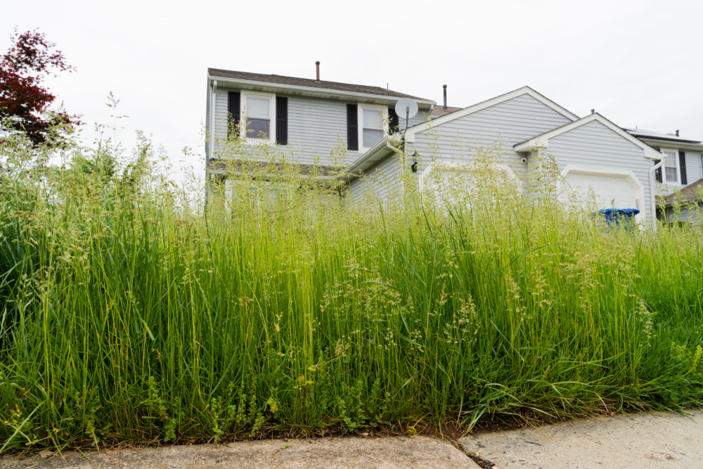 Overgrown Lawn That Would Violate HOA Bylaws
